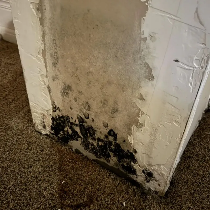 Professional Mold Removal in Bonneville County, ID